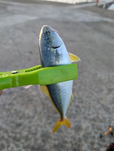 ワカシの釣果