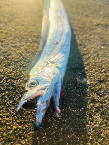 タチウオの釣果
