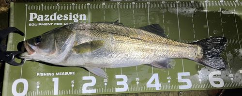 茨城県で釣れたスズキの釣り・釣果情報 - アングラーズ | 釣果