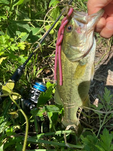 ブラックバスの釣果