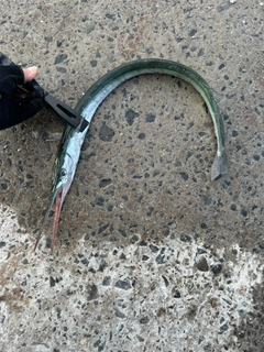 ダツの釣果