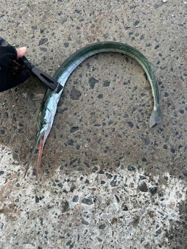 ダツの釣果