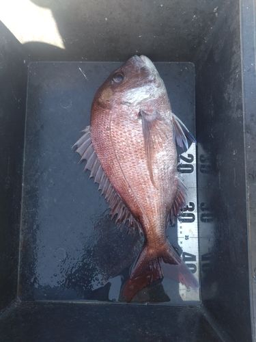 マダイの釣果