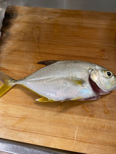 メッキの釣果