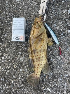 チャイロマルハタの釣果