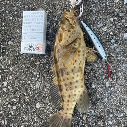 チャイロマルハタ