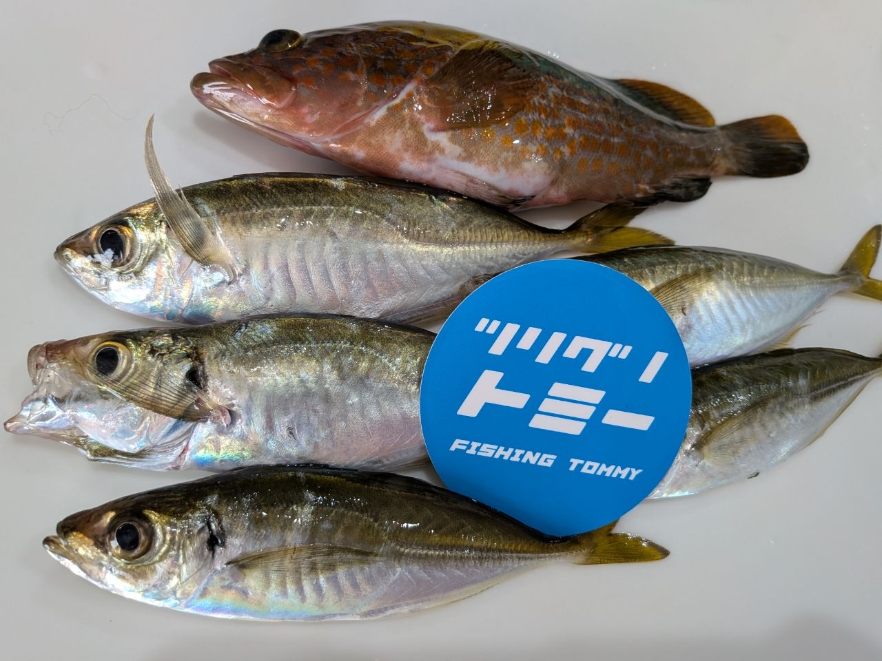 23コルトUX 23GCORUS-612UL-HS オリムピック 23 コルト UX 23GCORUS-612UL-HS (2023年モデル