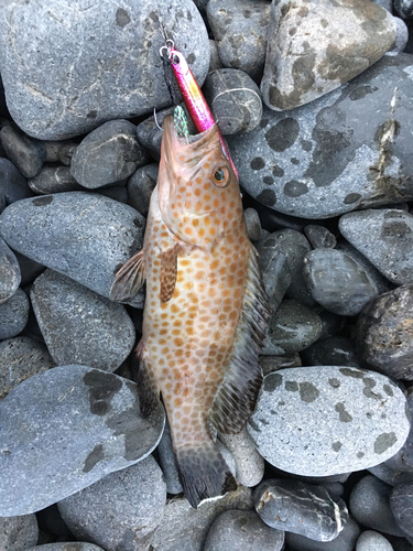 オオモンハタの釣果