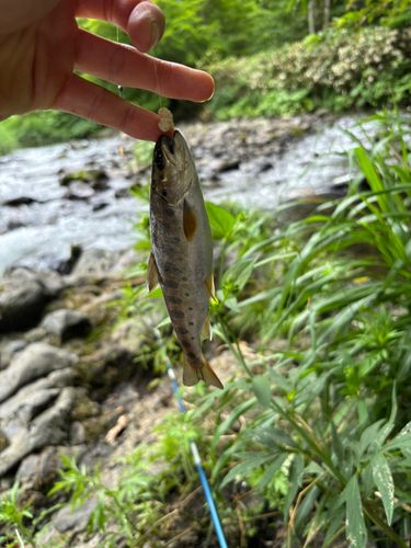 ヤマメの釣果