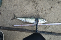 サバの釣果