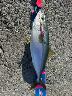 ハマチの釣果