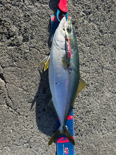 ハマチの釣果