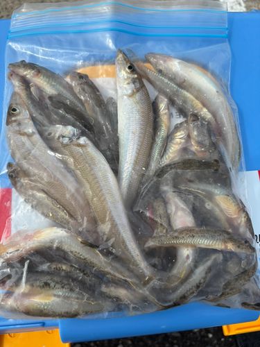 キスの釣果
