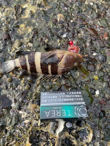 アオハタの釣果