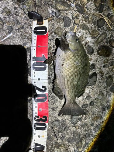 メジナの釣果