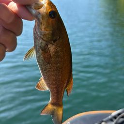 スモールマウスバス