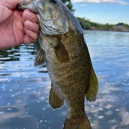 スモールマウスバス