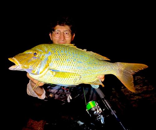 ハマフエフキの釣果