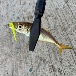 アジ