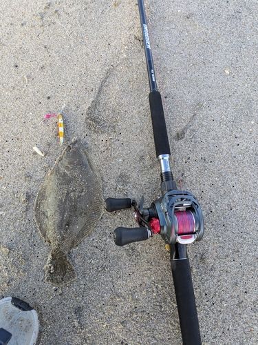 ソゲの釣果