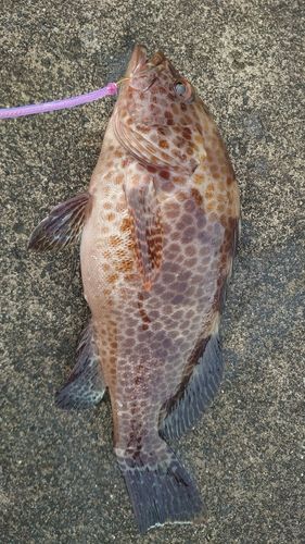 オオモンハタの釣果