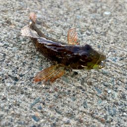 アナハゼ