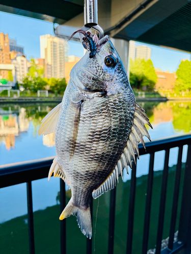 キビレの釣果