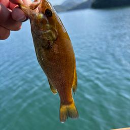 スモールマウスバス