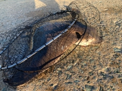 ナルトビエイの釣果