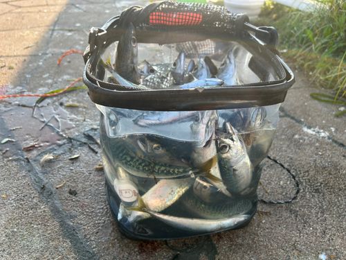 サバの釣果