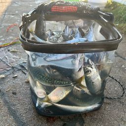 サバ