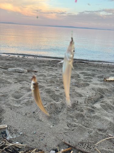 キスの釣果