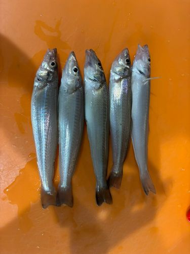 キスの釣果