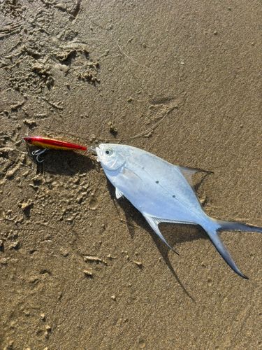 コバンアジの釣果