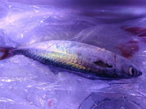 サバの釣果