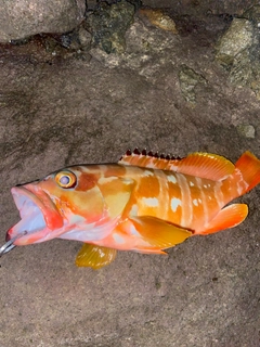 アカハタの釣果