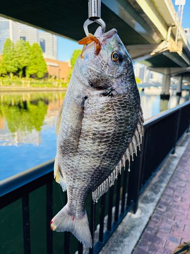 キビレの釣果
