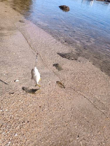 メッキの釣果