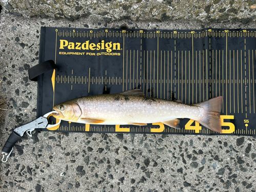 アメマスの釣果