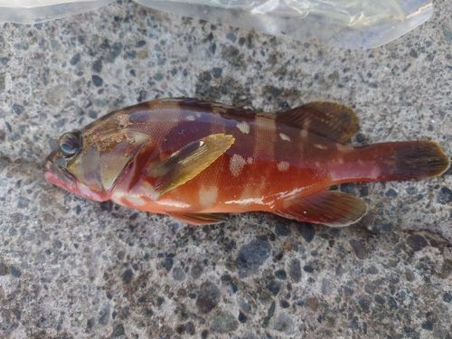 アカハタの釣果