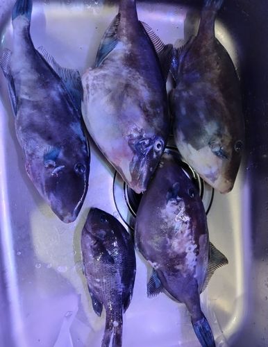 ウマヅラハギの釣果