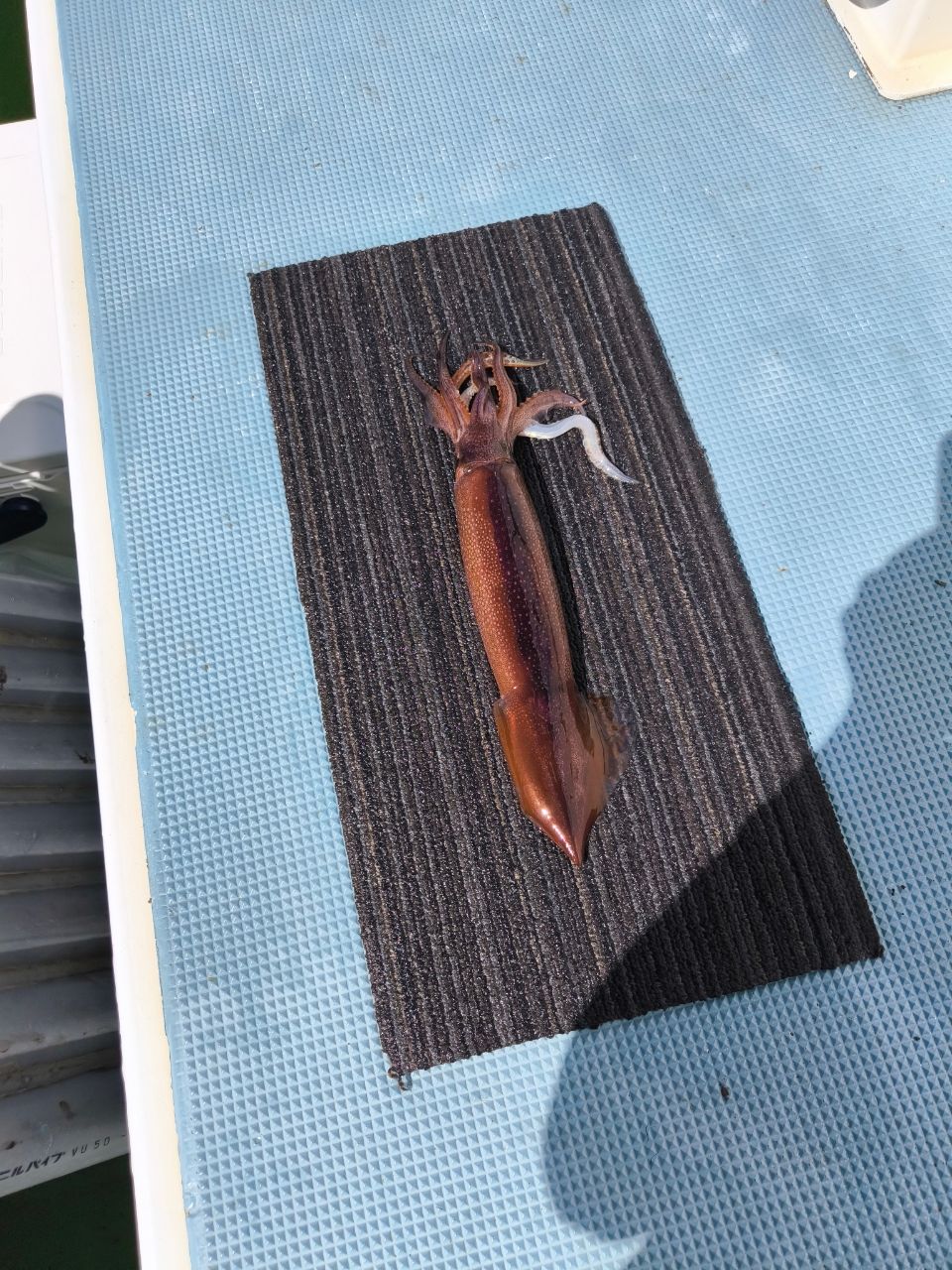 きたぴかりんさんの釣果 2枚目の画像