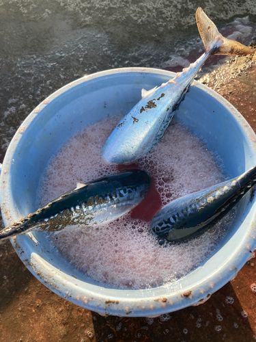 ソウダガツオの釣果