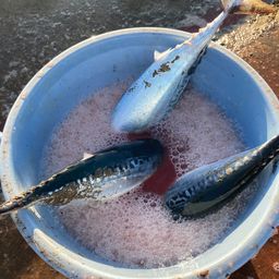 ソウダガツオ