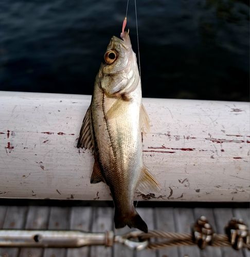 セイゴ（マルスズキ）の釣果