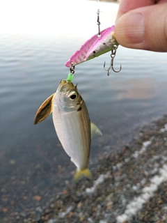 サッパの釣果