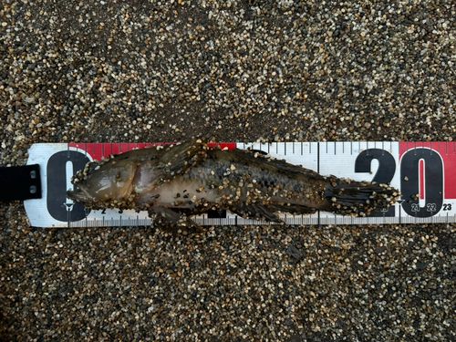 ウロハゼの釣果