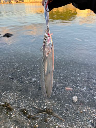 タチウオの釣果