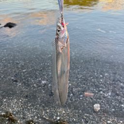 タチウオ