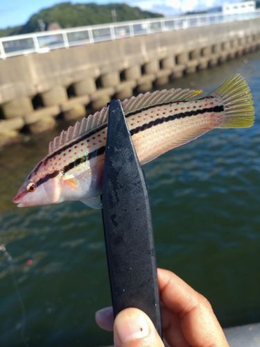 釣果